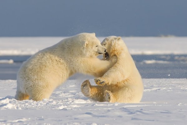 Comment organiser une expédition pour observer les ours polaires en Svalbard, Norvège : équipements et périodes idéales ?